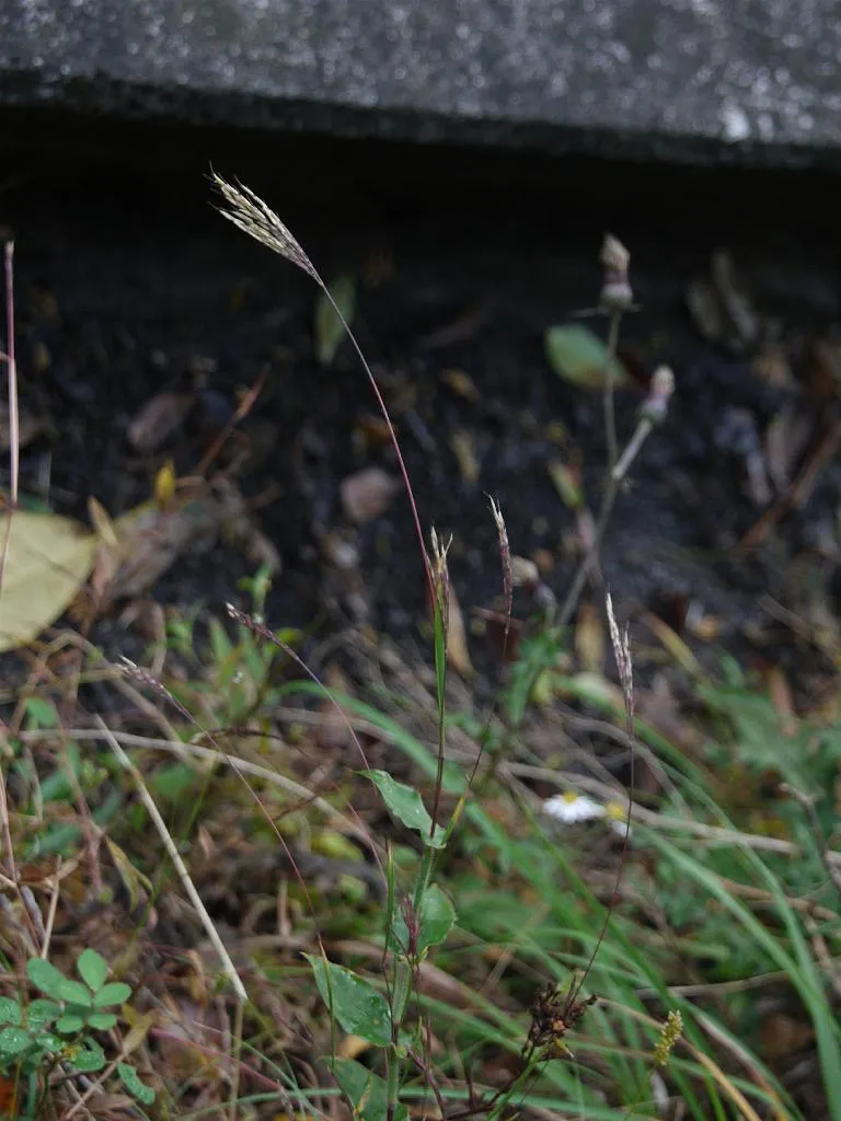 Small Carpetgrass — photo by No machine-readable author provided. Keisotyo assumed (based on copyright cla…