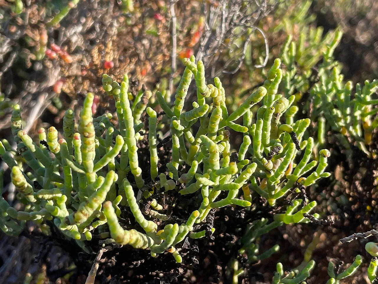 Parish's Glasswort — photo by Madeleine Claire