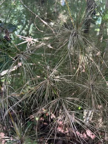 Old Man's Beard