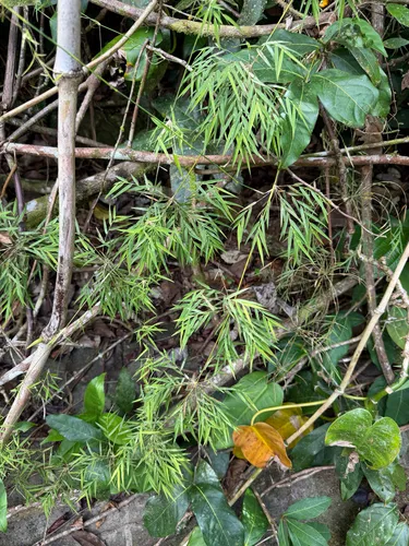 Forest Climbing Bamboo