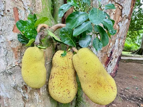 Jackfruit