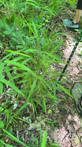 Hill Cane