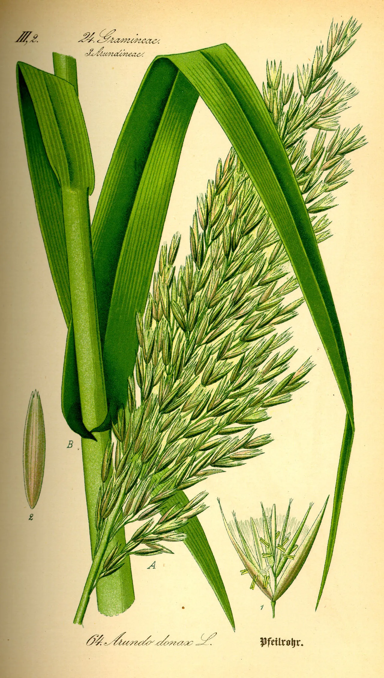 Giant Reed — photo by Wikimedia Commons