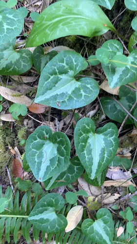 Marbled Wildginger
