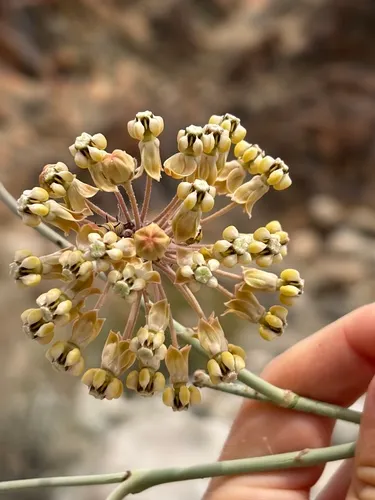 Whitestem Milkweed