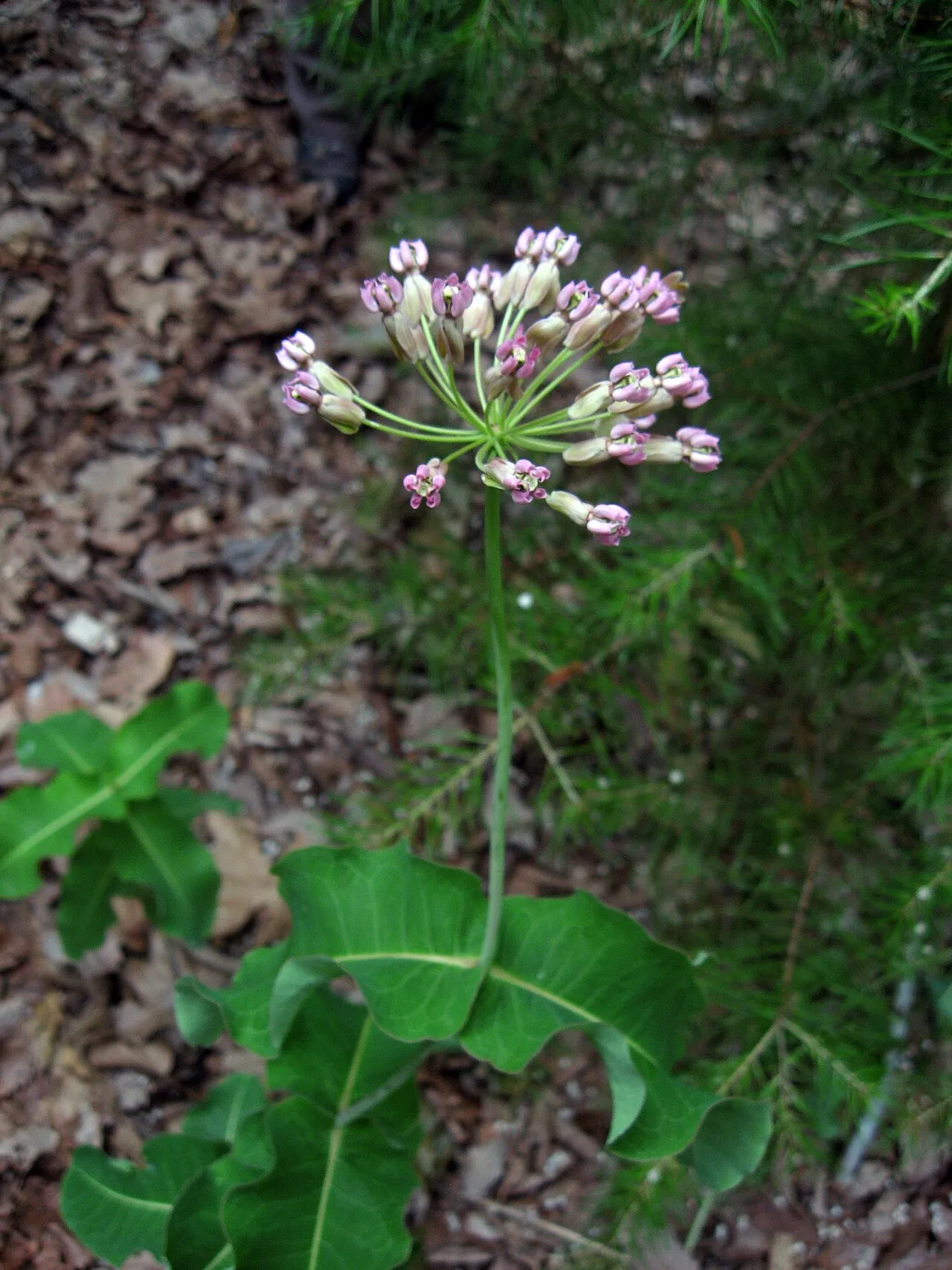 Clasping Milkweed