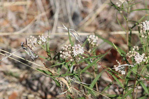 Arizona Milkweed