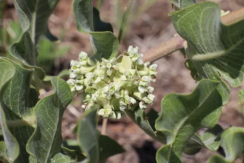 Sand Milkweed — photo by Kevin Shuck
