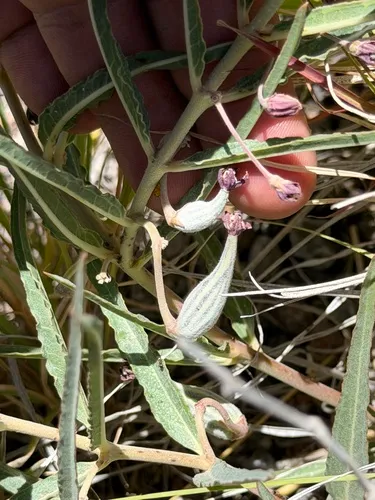 Bract Milkweed