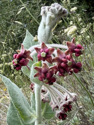 California Milkweed