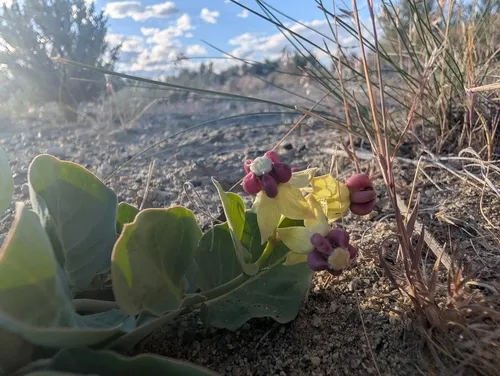 Pallid Milkweed
