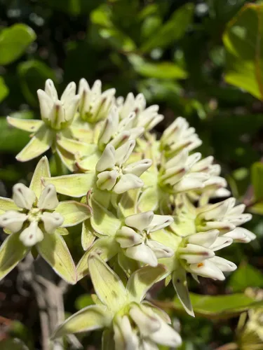 Curtiss' Milkweed — photo by Fenn