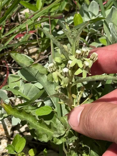 Emory's Milkweed — photo by Chet Burrier