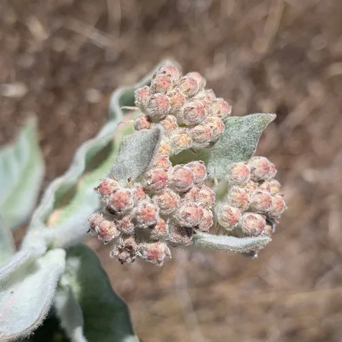 Woollypod Milkweed — photo by Don Rideout