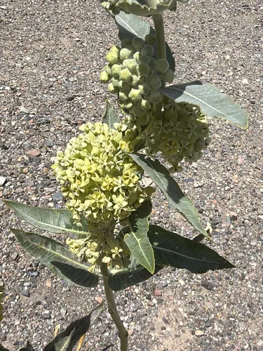Desert Milkweed