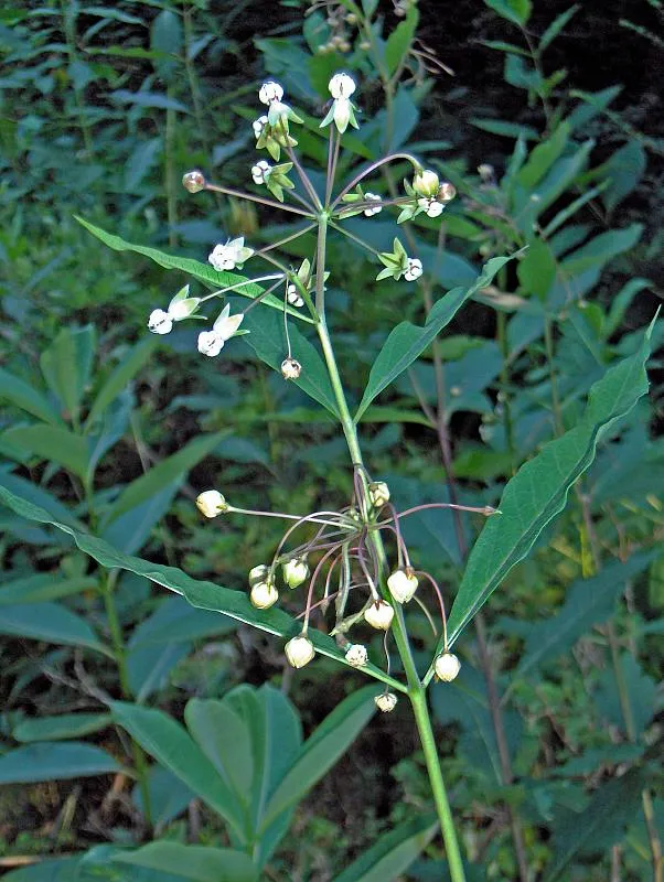 Poke Milkweed — photo by homeredwardprice
