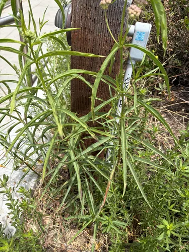 Mexican Whorled Milkweed — photo by milanam