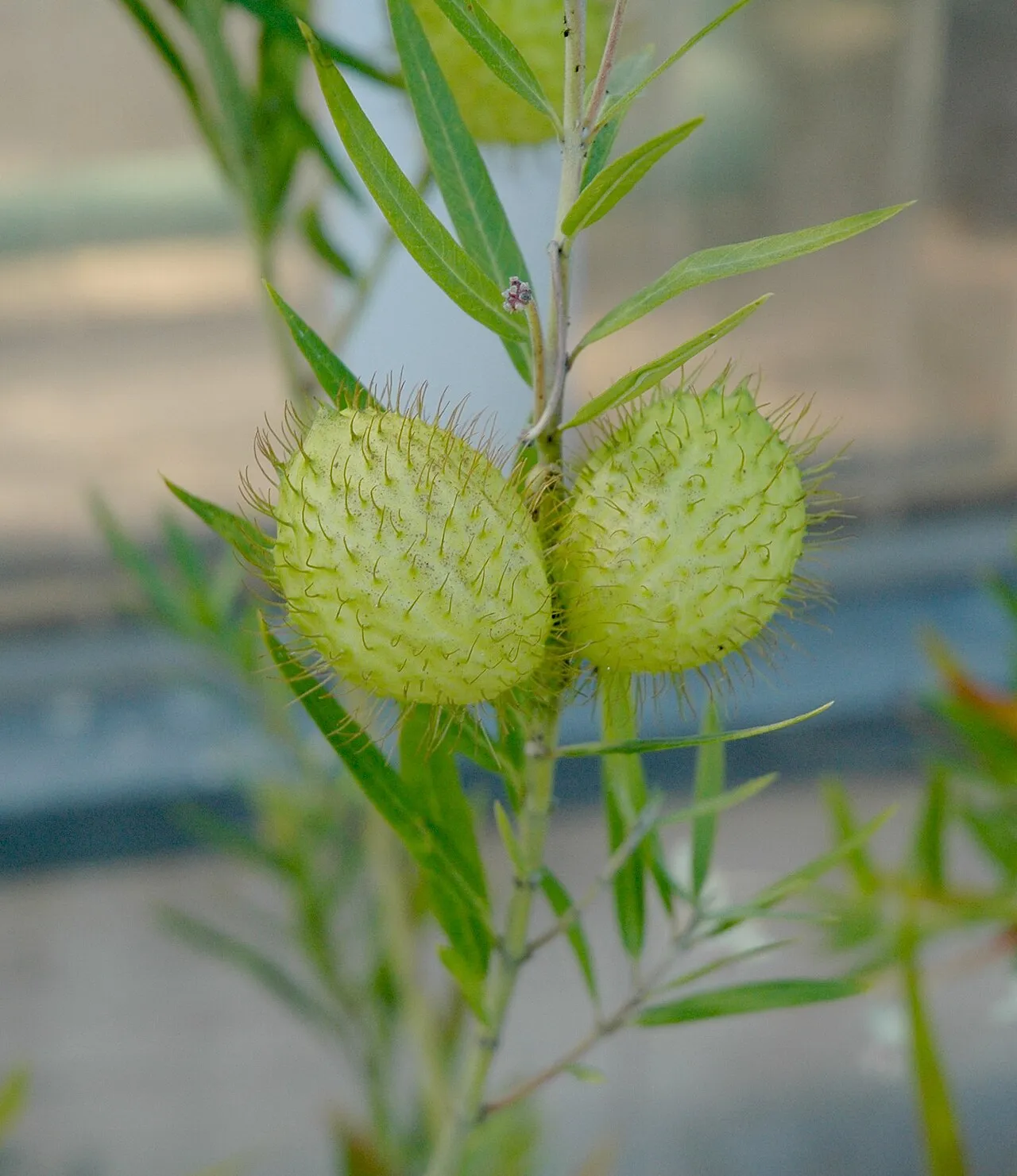 African Milkweed — photo by User:Carstor
