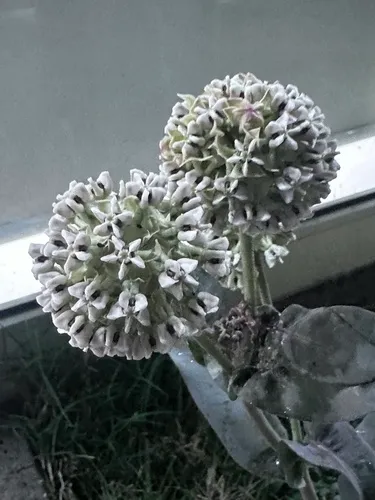 Nodding Milkweed — photo by izchelor