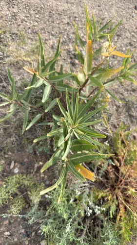 Hall's Milkweed — photo by Lynn Seman