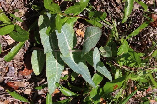 Pinewoods Milkweed — photo by LW Ridge