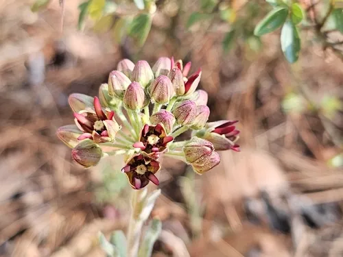 Mahogany Milkweed — photo by Alejandra Peña Estrada