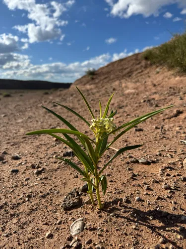 Utah Milkweed — photo by Parker James Lloyd