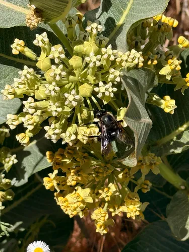 Broadleaf Milkweed