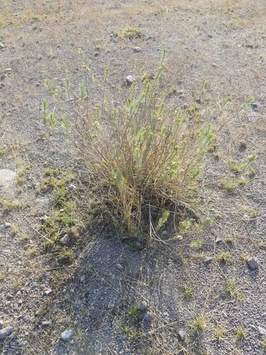 Pineneedle Milkweed