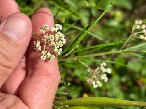 Slim Milkweed — photo by Chet Burrier