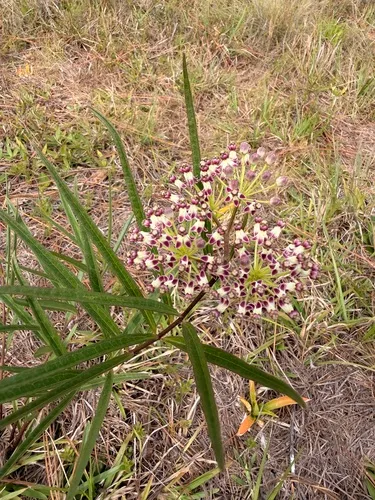 Longleaf Milkweed — photo by candelarias