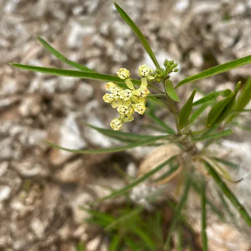 Caribbean Milkweed