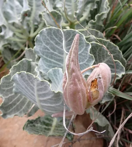 Tufted Milkweed — photo by Laura Gaudette