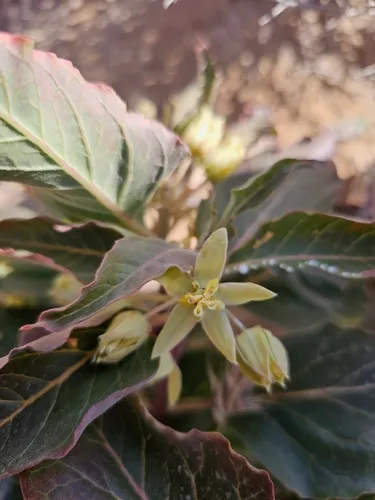 Mojave Milkweed