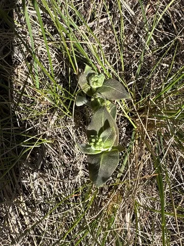 Oval-leaf Milkweed — photo by jessica_hayes