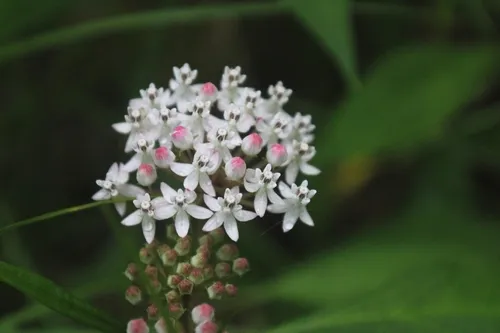 Aquatic Milkweed