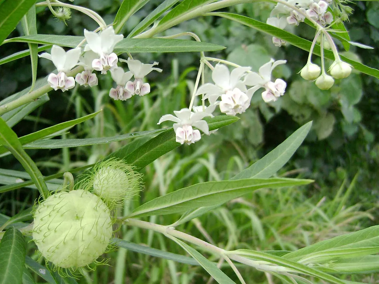 Balloonplant — photo by Tauʻolunga