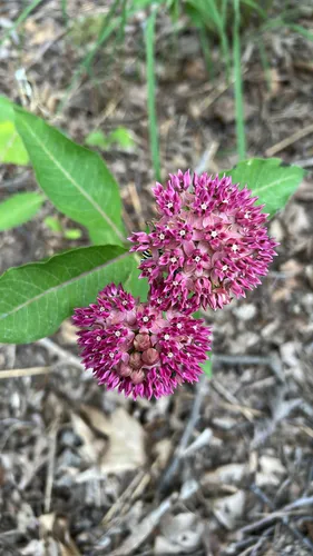 Purple Milkweed