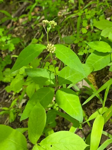 Fourleaf Milkweed — photo by Matt Nusstein