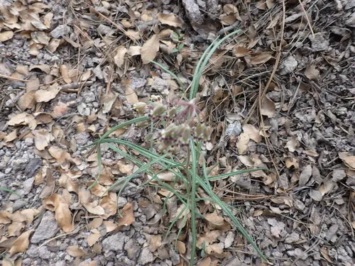 Slimpod Milkweed — photo by Ethan
