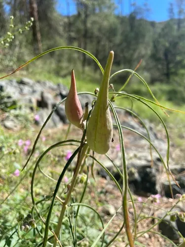 Rusby's Milkweed — photo by KB