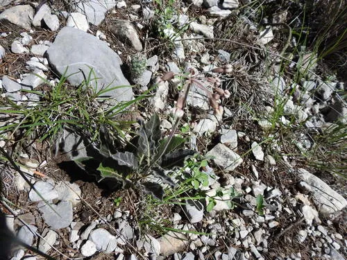 Bear Mountain Milkweed