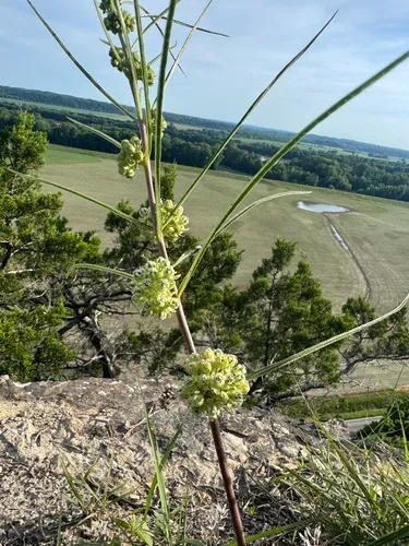 Slimleaf Milkweed — photo by Jeff Steele