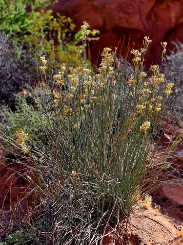 Rush Milkweed