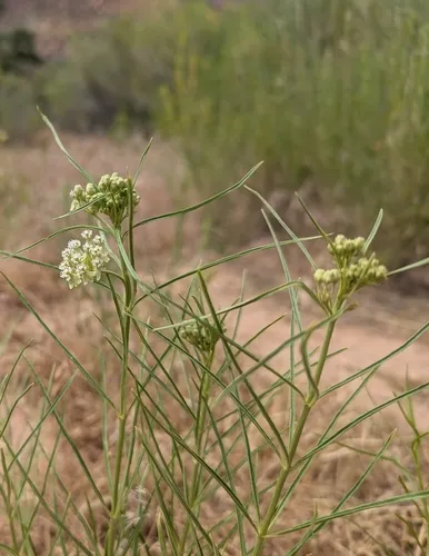 Horsetail Milkweed — photo by Sarah
