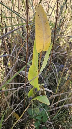 Prairie Milkweed — photo by Dylan Cebulske