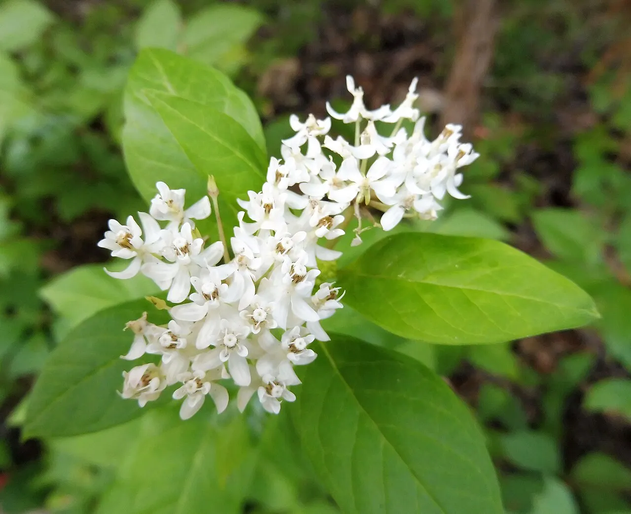 Texas Milkweed — photo by Mason Brock ( Masebrock )