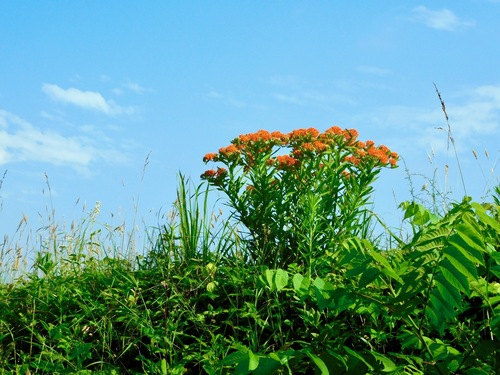 Butterfly Weed