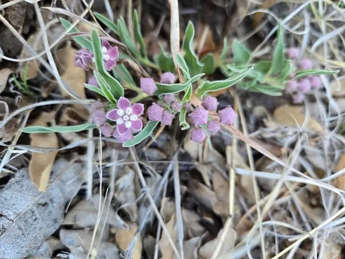 Wheel Milkweed — photo by Emily Pollom
