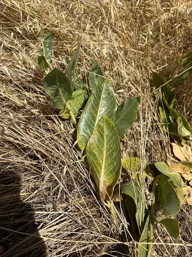 Woolly Milkweed — photo by Ryan Donnelly